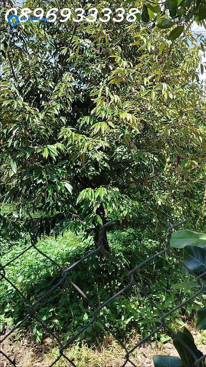 600m2 vườn sầu riêng giá mềm