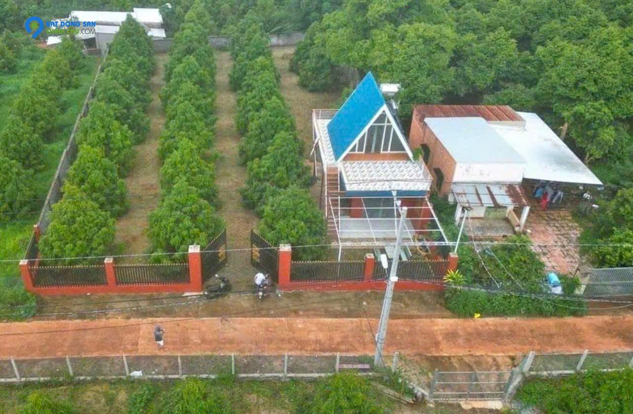 CC CẢ NHÀ SANG MỸ ĐỊNH CƯ NÊN CẦN BÁN GẤP VƯỜN CÂY ĂN TRÁI CÓ 300 CÂY SẦU RIÊNG VÀ NHÀ Ở TRÊN ĐẤT ĐIỆN NƯỚC ĐẦY ĐỦ.