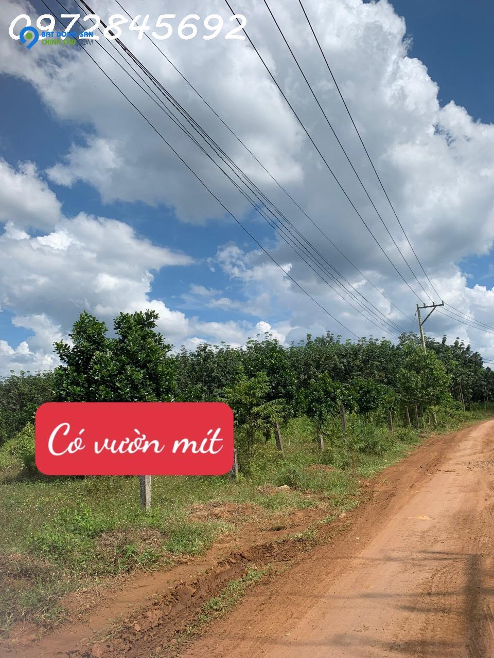 Ông ngoại dìa quê bán gấp căn nhà và vườn mít