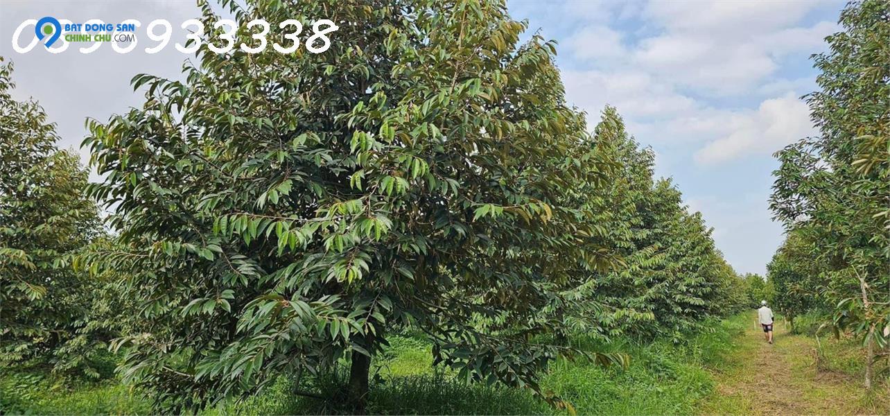 khu vườn sầu riêng miền tây đẹp như gái 18 đường xe con giá chỉ hợp lý
